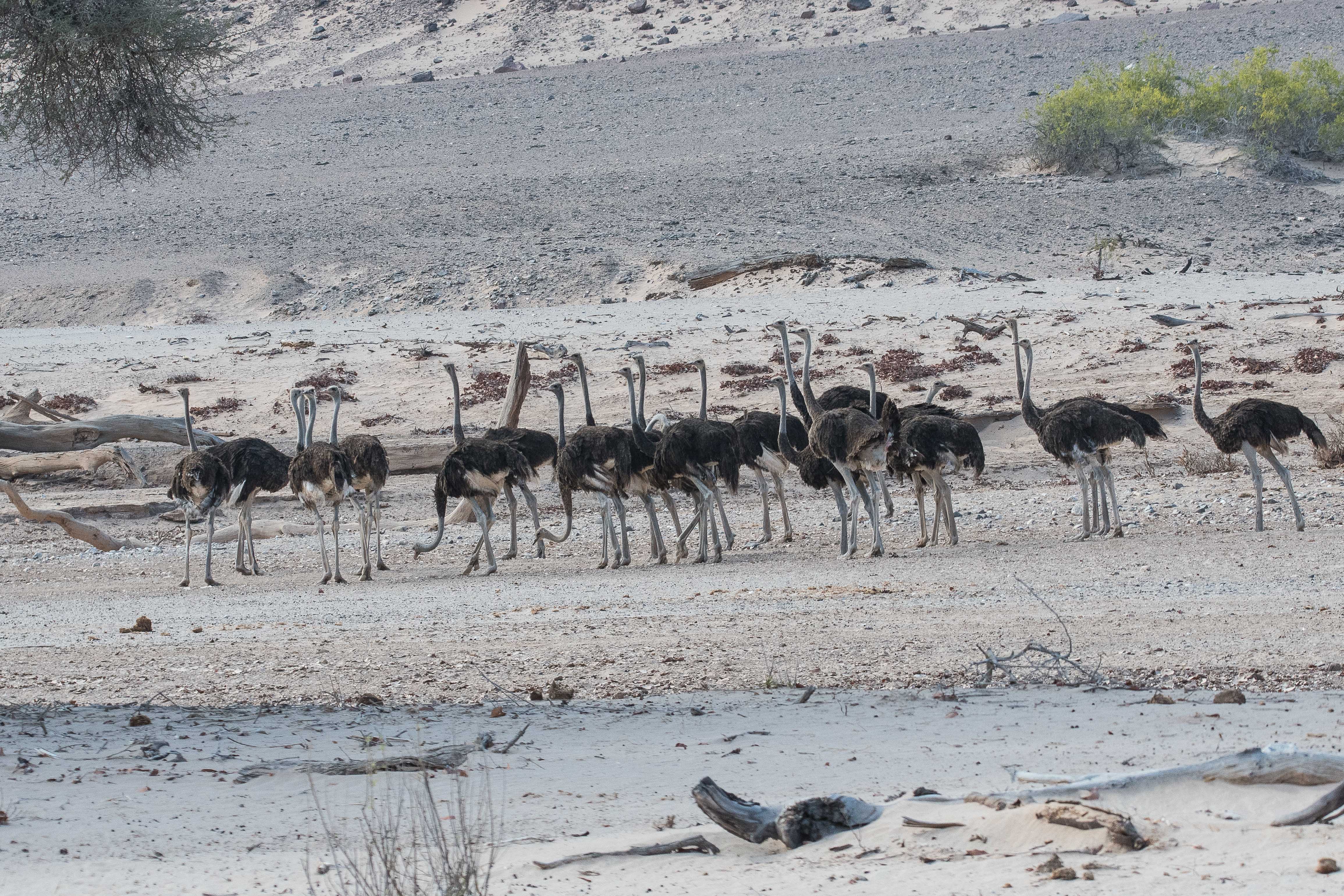 Autruches d'Afrique (Common Ostrich, Strutho camelus), 20 subadultes dans le lit asséché de la rivière Hoanib, Kaokoland, Namibie.